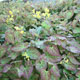 miniature Epimedium per. Frohnleiten 