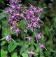 miniature  Epimedium grandiflorum Lilafee 