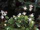 miniature Epimedium youngianumNiveum
