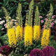 miniature Eremurus Bungeii
