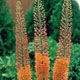 miniature Eremurus Cleopatra
