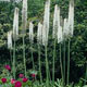 miniature Eremurus Hilmalaicus