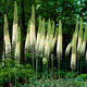 miniature Eremurus Robustus