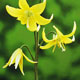Photo miniature Erythronium Pagoda