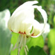 Photo miniature Erythronium White Beauty
