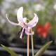 Photo miniature Erythronium japonicum