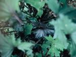 photo ligularia