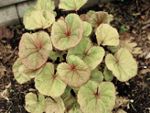 photo ligularia