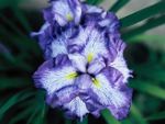 photo iris