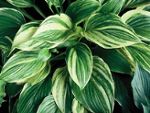 photo hosta