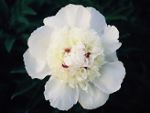 photo pivoine