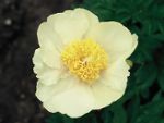 photo pivoine