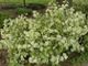 miniature Fallopia japonica Variegata