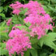 miniature Filipendula rubra Venusta