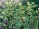 miniature Filipendula ulmaria aureavariegata