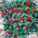 Photo miniature Gaulteria Procumbens