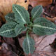 Photo miniature Godyera pubescens