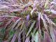 photo miniature Hakonechloa macra Naomie