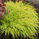 miniature Hakonechloa macra All Gold