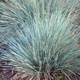miniature Helictotrichon Sapphire