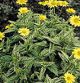 miniature Heliopsis Loraine Sunshine