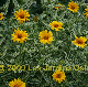 miniature Heliopsis Loraine Sunshine
