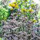 miniature Heliopsis Summer Pink