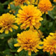 miniature Heliopsis helianthoides Asahi 