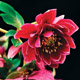 miniature Helleborus Amethyst Gem