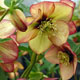miniature Helleborus Apricot Blush 