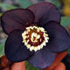 miniature Helleborus Black Diamond 