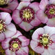 miniature Helleborus Cherry Blossom 