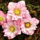 miniature Helleborus Cotton Candy