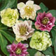 miniature Helleborus Double Queen Mix 