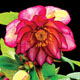 miniature Helleborus Harlequin Gem 