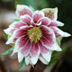 miniature Helleborus Painted Doubles 