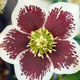 miniature Helleborus Painted Strain 
