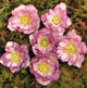 miniature Helleborus Peppermint Ice