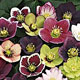 miniature Helleborus Winter Trillers Mix