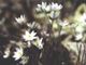 Photo miniature Hepatica acutiloba