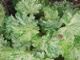 miniature Heuchera Snow Angel