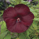 miniature Hibiscus Heartthrob