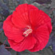 miniature Hibiscus Midnight Marvel
