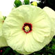 miniature Hibiscus Old Yella