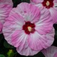 miniature Hibiscus Spinderella