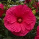 miniature Hibiscus Summer in Paradise