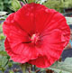 miniature Hibiscus Cranberry Crush