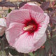 miniature Hibiscus Kopper King