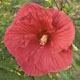 miniature Hibiscus Sultry Kiss