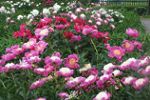 jardin au printemps